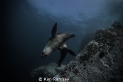 New Zealand Fur Seals by Kim Ramsay 